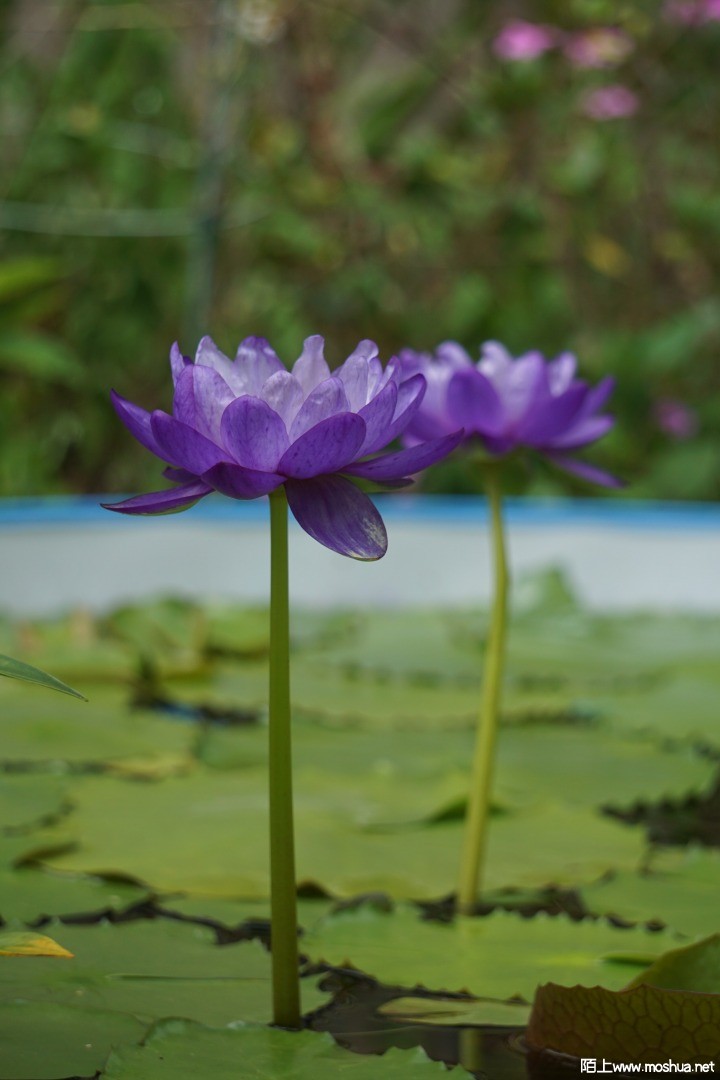 DSC03004.JPG