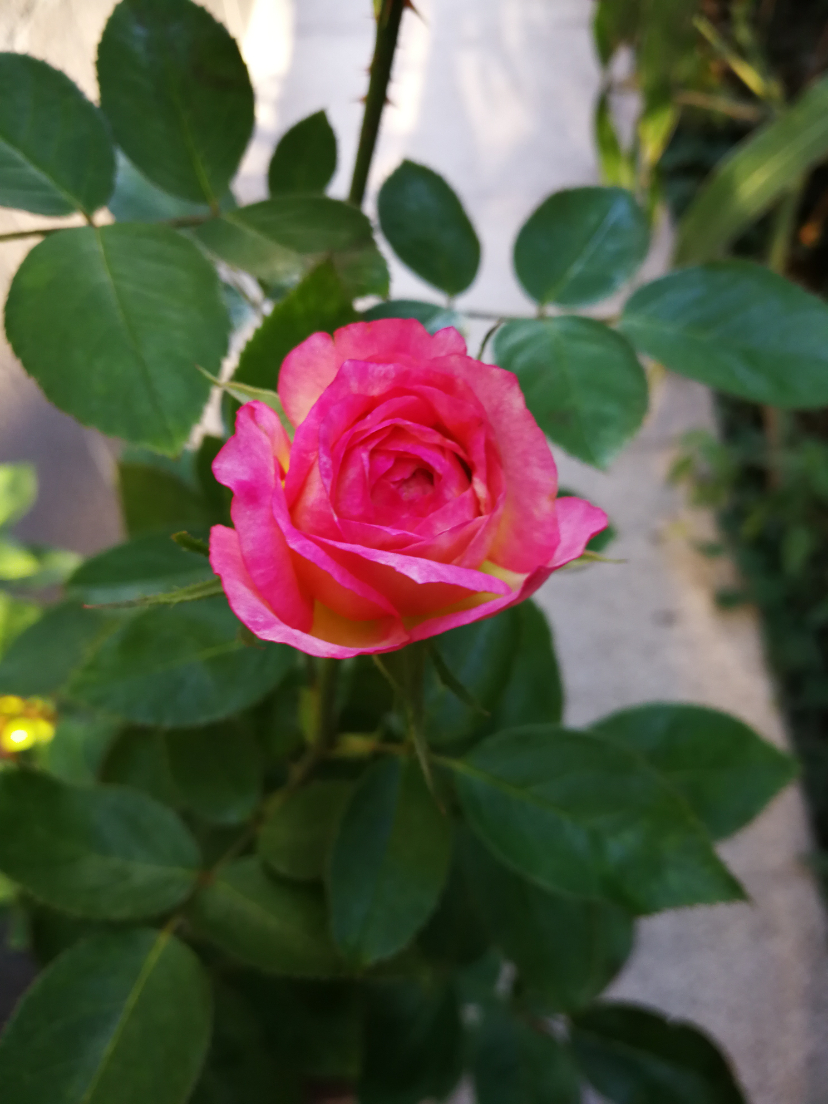 IMG_20210908_161536.jpg