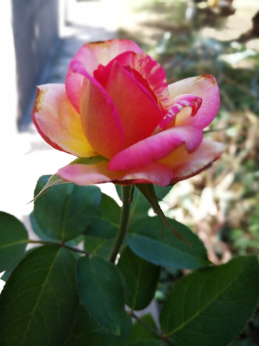 IMG_20210915_100109.jpg