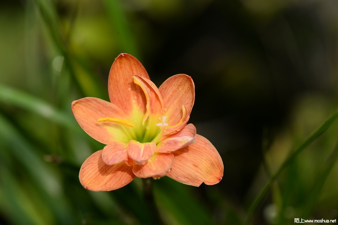 DSC_1417.JPG