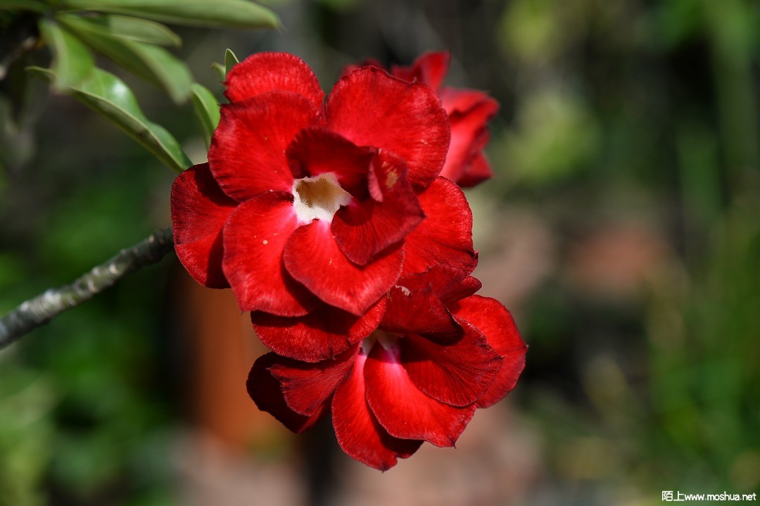 DSC_1474.JPG