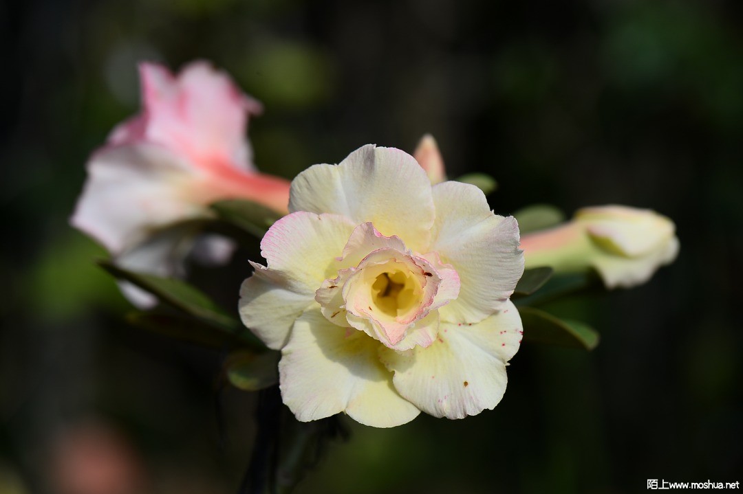 DSC_1470.JPG