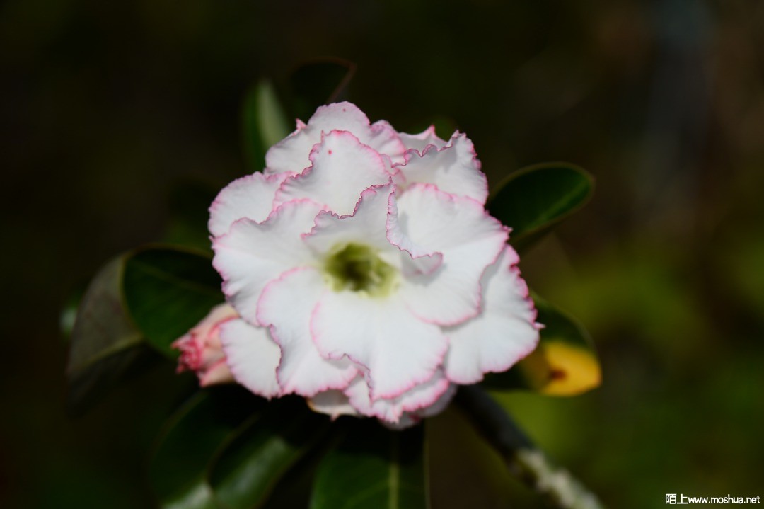 DSC_1478.JPG