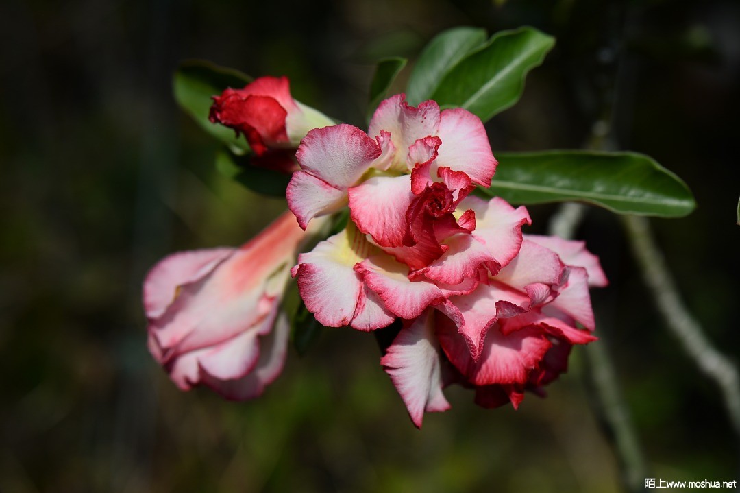 DSC_1482.JPG