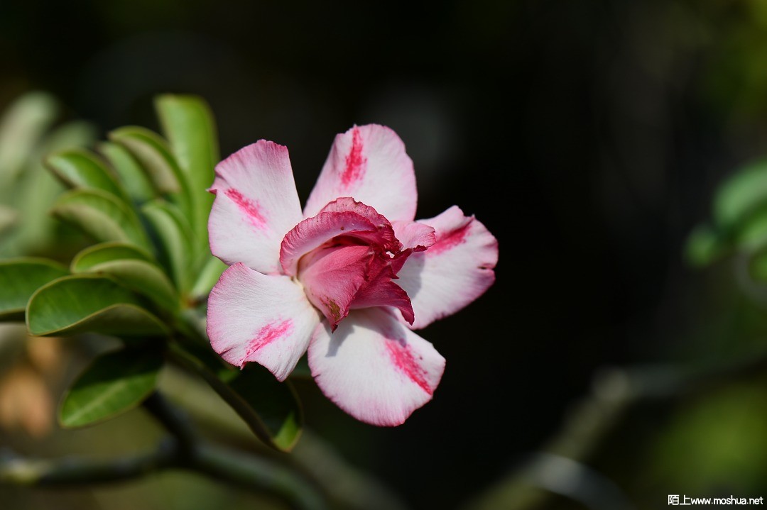 DSC_1485.JPG