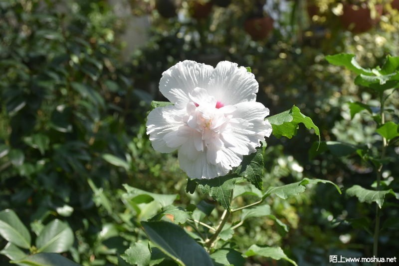 DSC_00330033.JPG