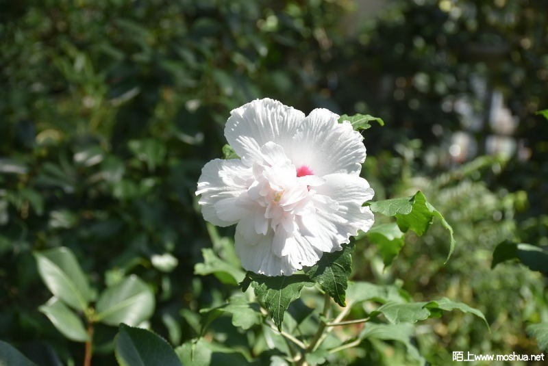 DSC_00340034.JPG