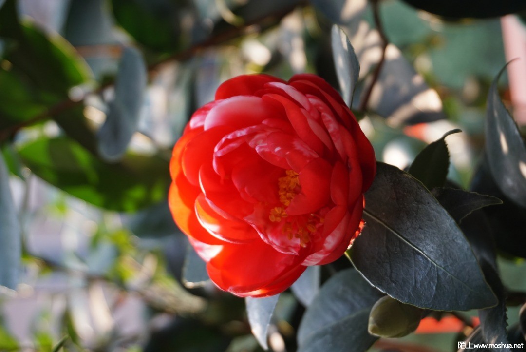 954B003F-EF57-4F90-9A7F-93848B00050F.jpeg