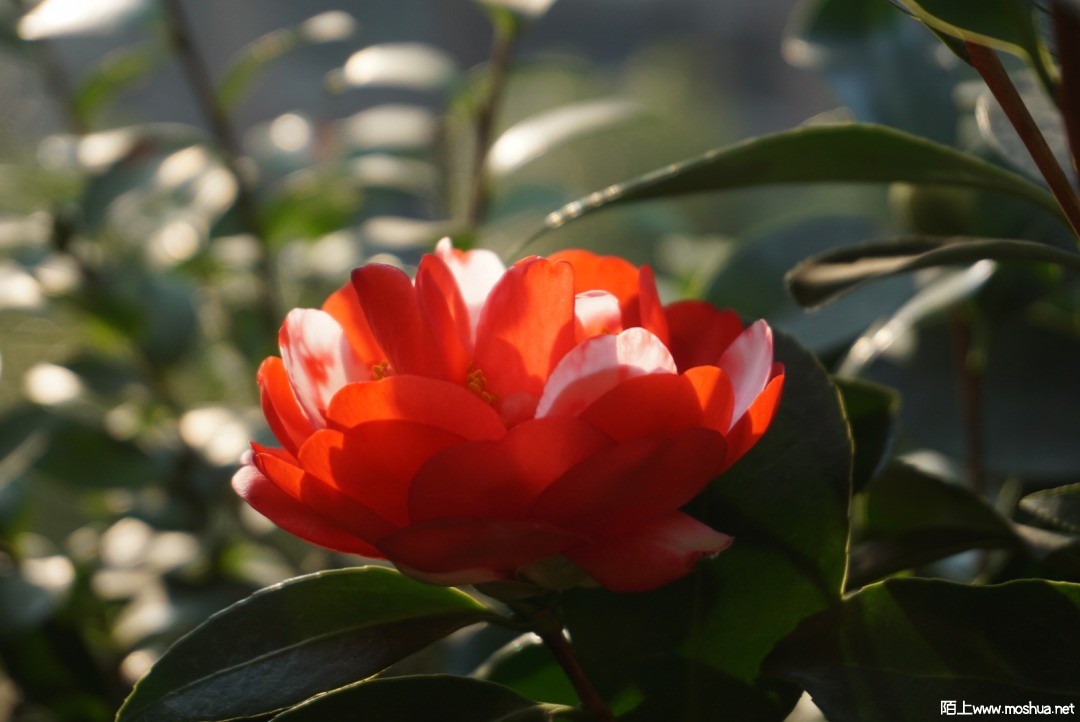 3334A468-9EBB-4394-88F4-5B278F0B3AD4.jpeg
