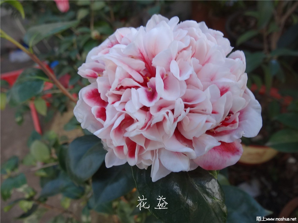 DSC05237.jpg