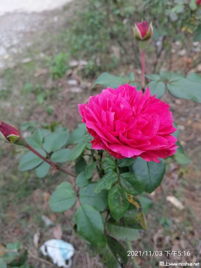 IMG_20211103_171631.jpg