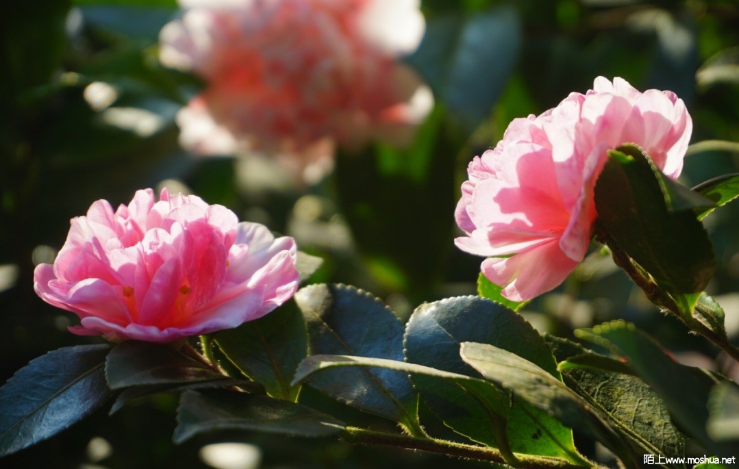 D31712DD-E3B4-42C6-AE8A-514B17B4AE7E.jpeg