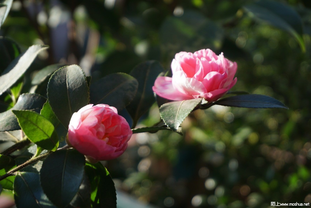 D4646CF0-D774-4BB9-9E0A-EDBD0114F33C.jpeg