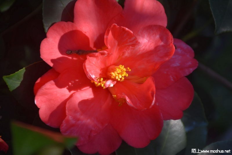 DSC_00050005.JPG