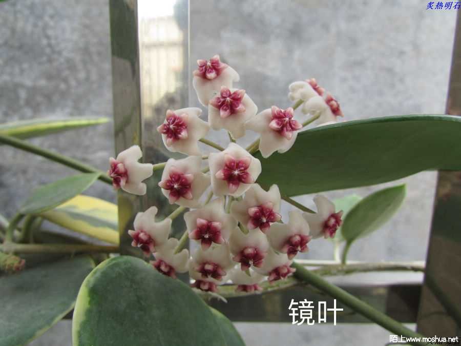 8CCC944D-89F1-4EF1-849F-2D19459299EF.jpeg