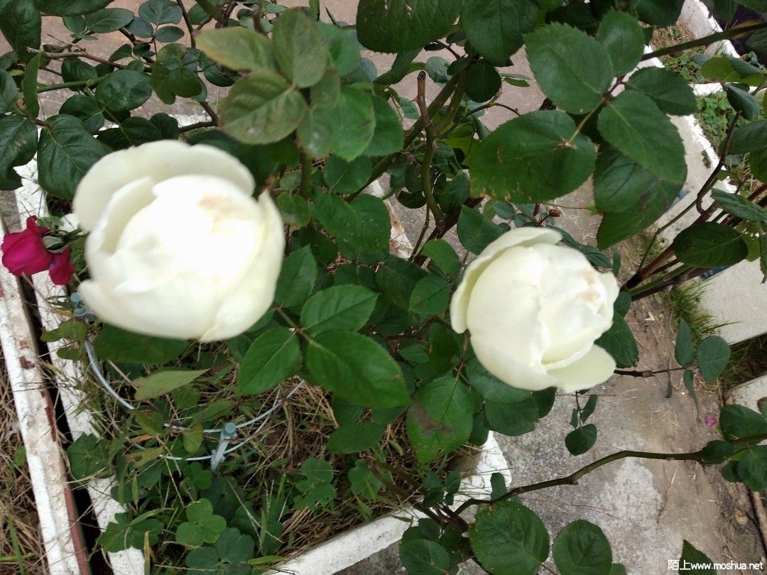 IMG_20211128_160816.jpg