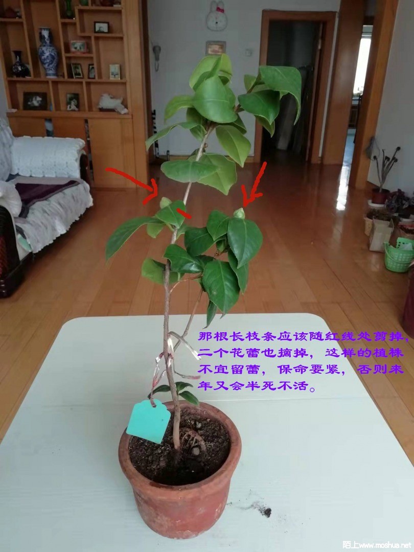 de940b8d4f827e4d5997cbd7d148e2ef_175831x0wtv0ug4z0iztd9_����_����.jpg