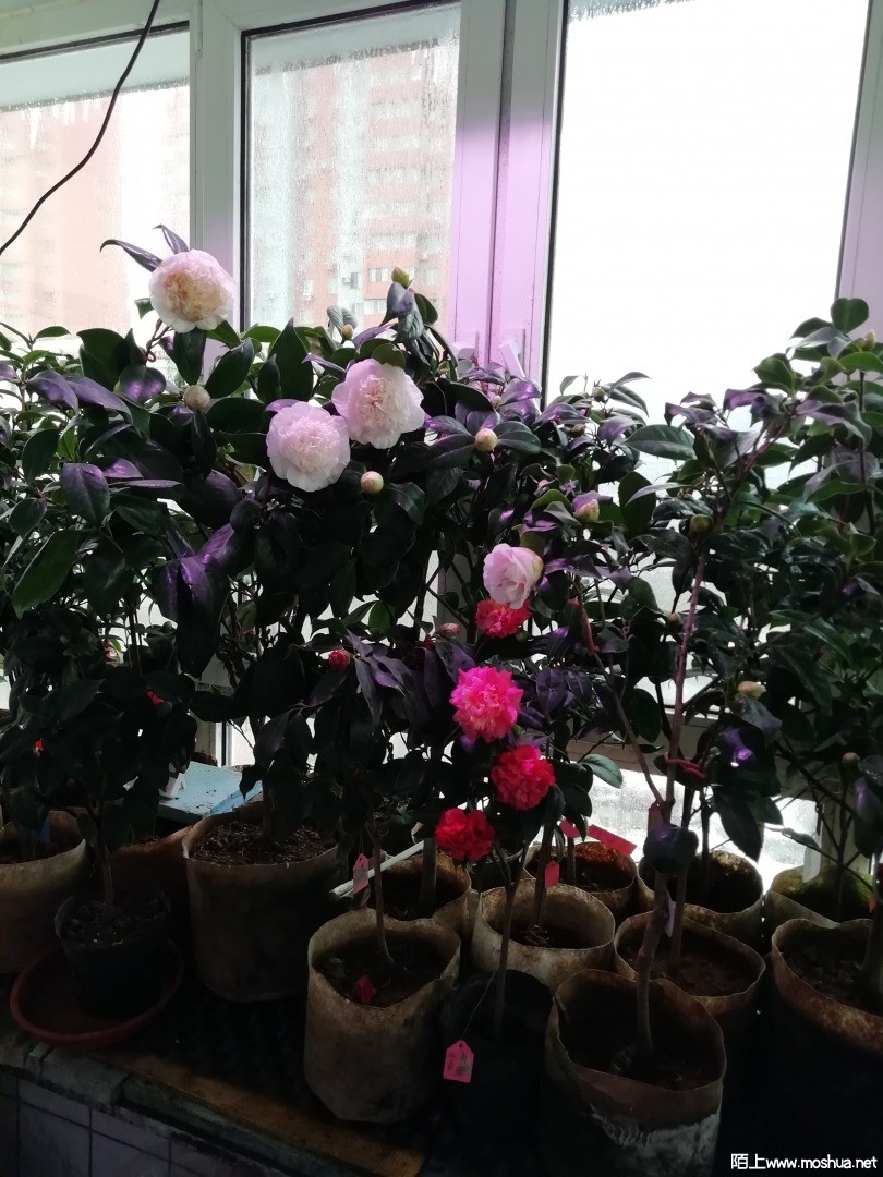 IMG_20211130_134755.jpg