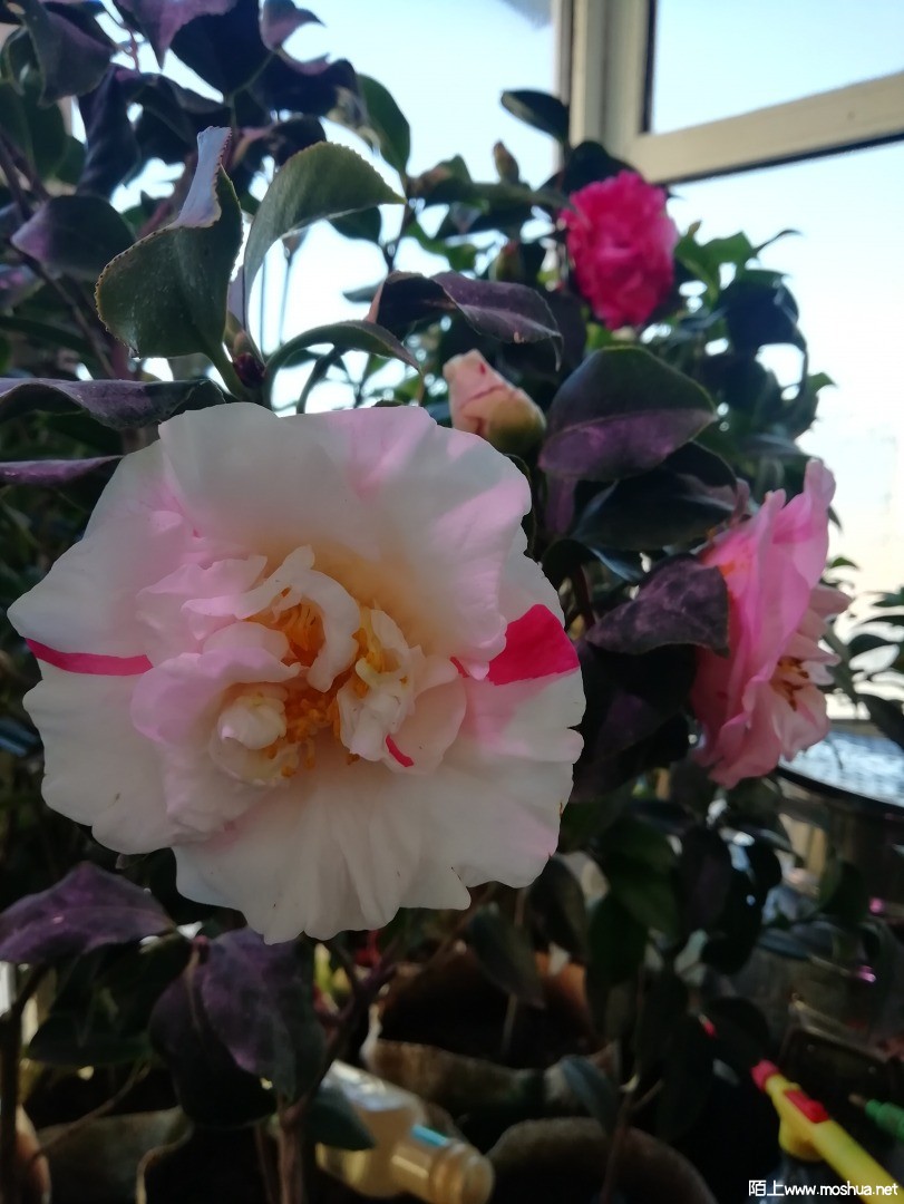 IMG_20211206_120200.jpg