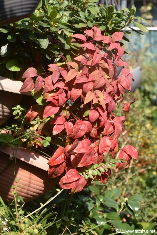DSC_00840084.JPG