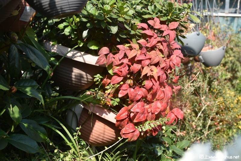 DSC_00890089.JPG