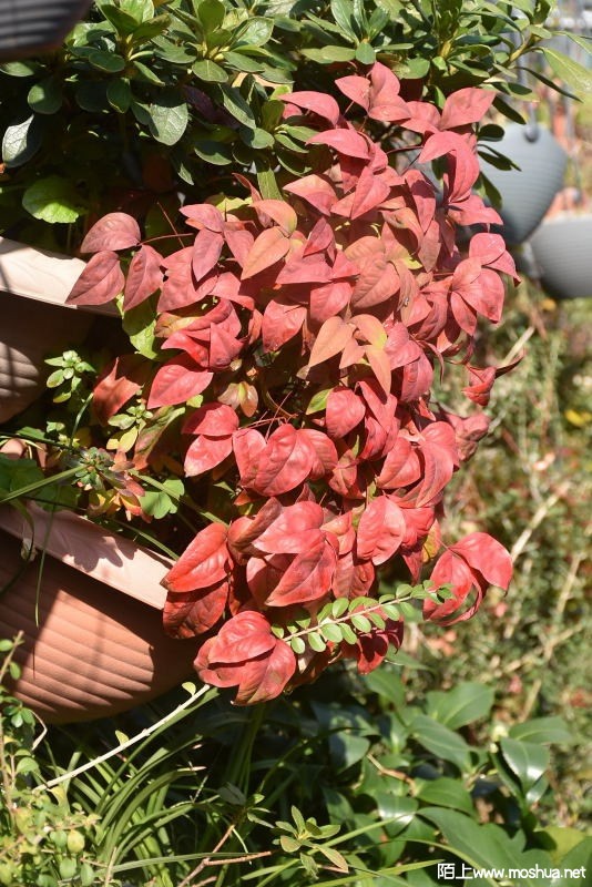 DSC_00920092.JPG
