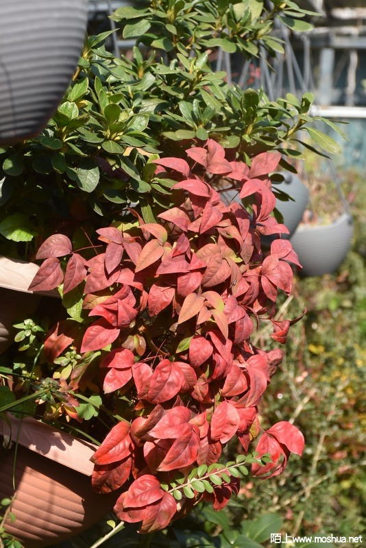 DSC_00940094.JPG