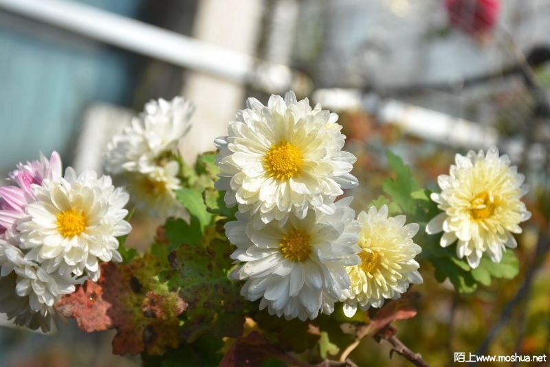 DSC_00780078.JPG