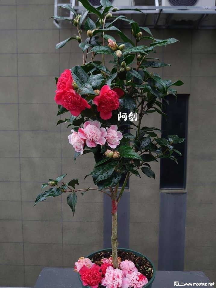 163903805628527.jpeg