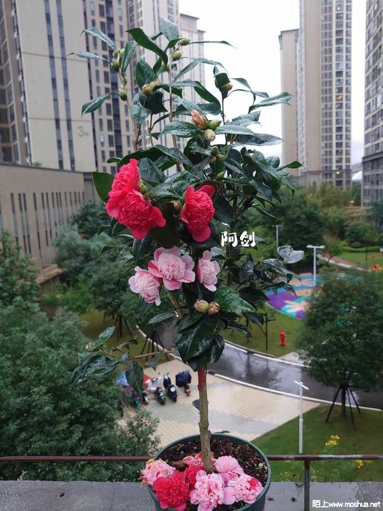 1639038056091143.jpeg
