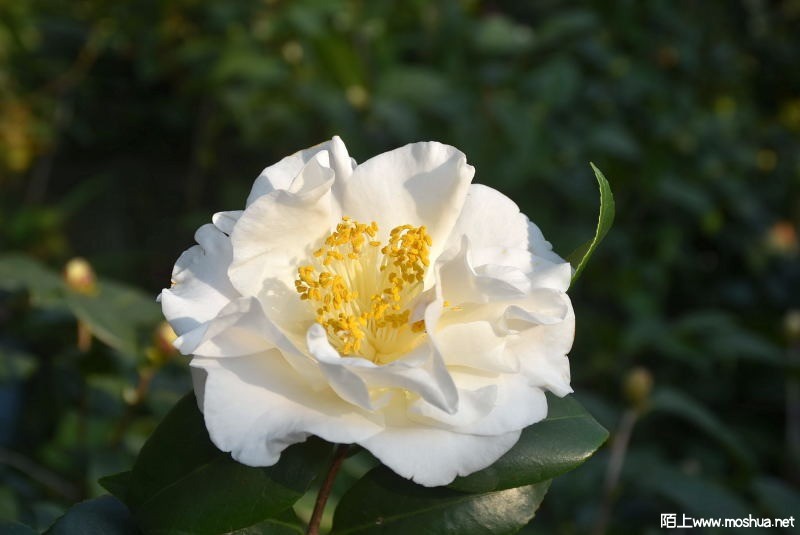 DSC_00770077.JPG