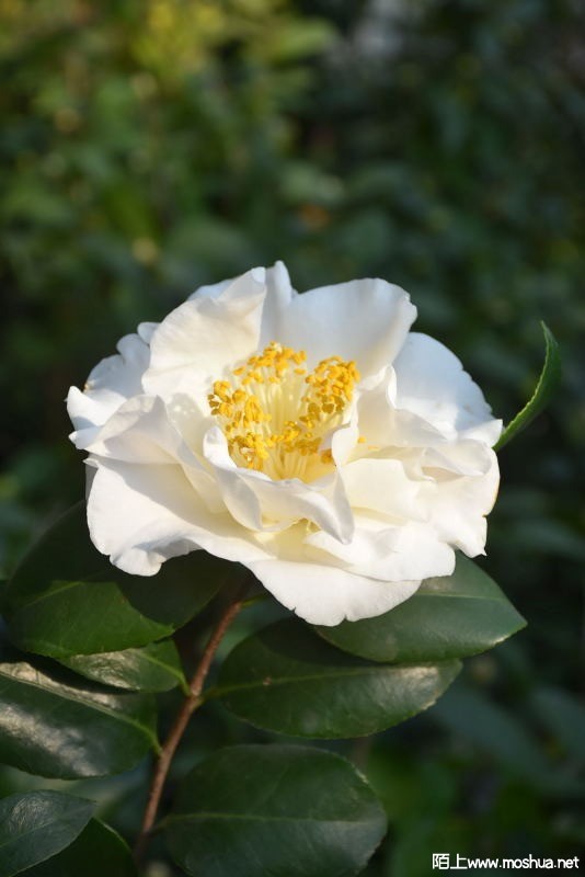 DSC_00820082.JPG