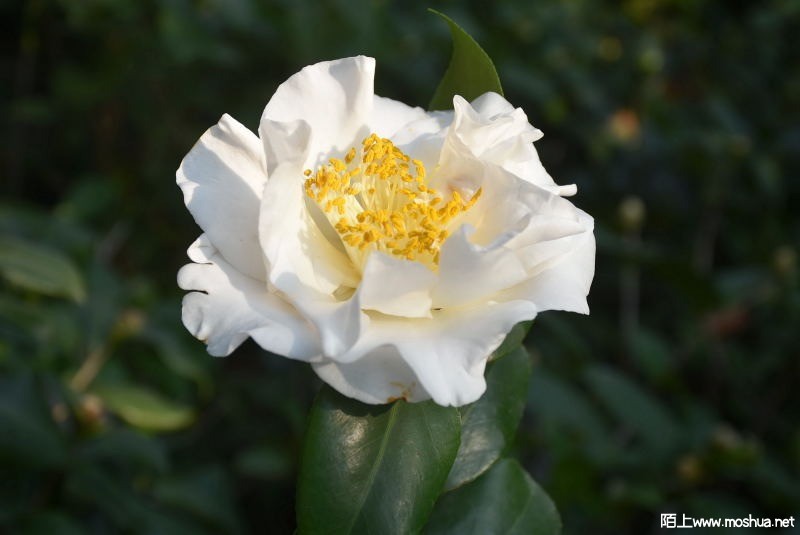 DSC_00710071.JPG