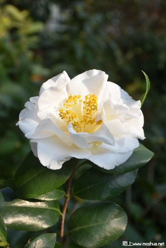 DSC_00630063.JPG