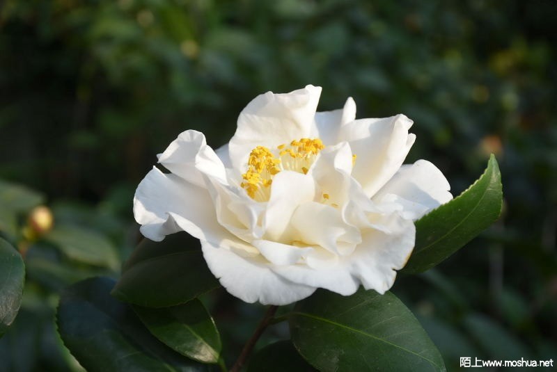 DSC_00760076.JPG