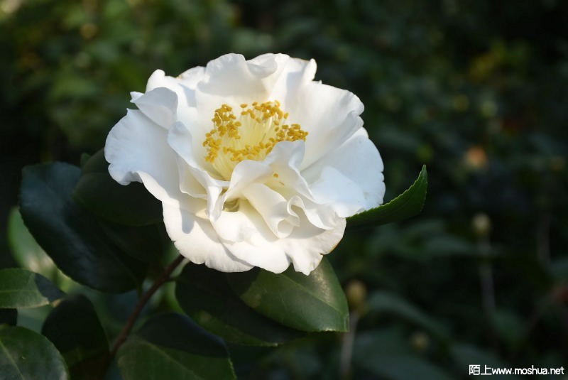 DSC_00840084.JPG