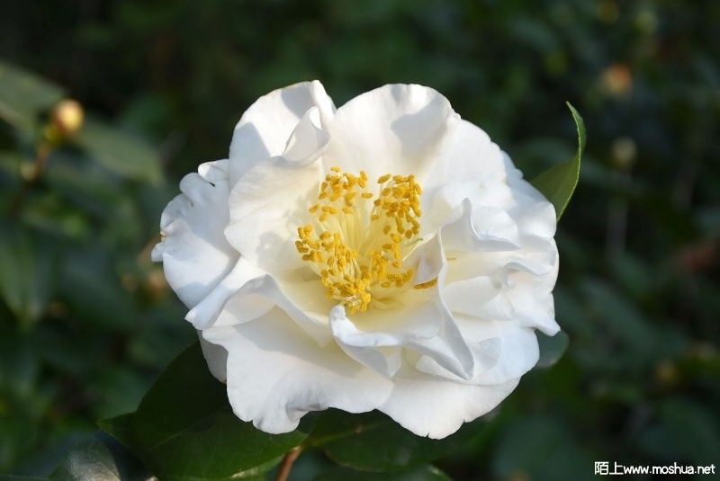 DSC_00730073.JPG