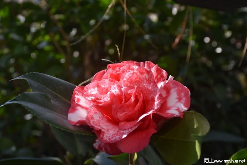 DSC_00250025.JPG