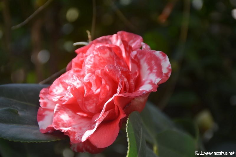 DSC_00100010.JPG