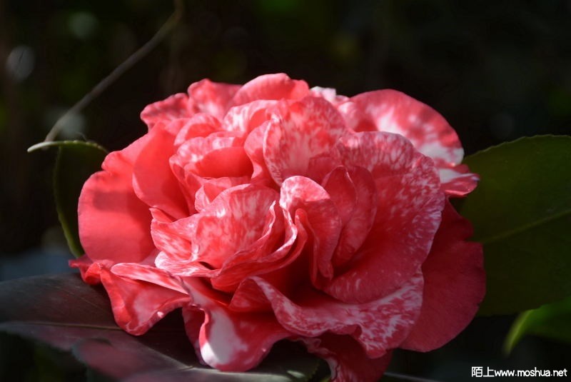 DSC_00140014.JPG
