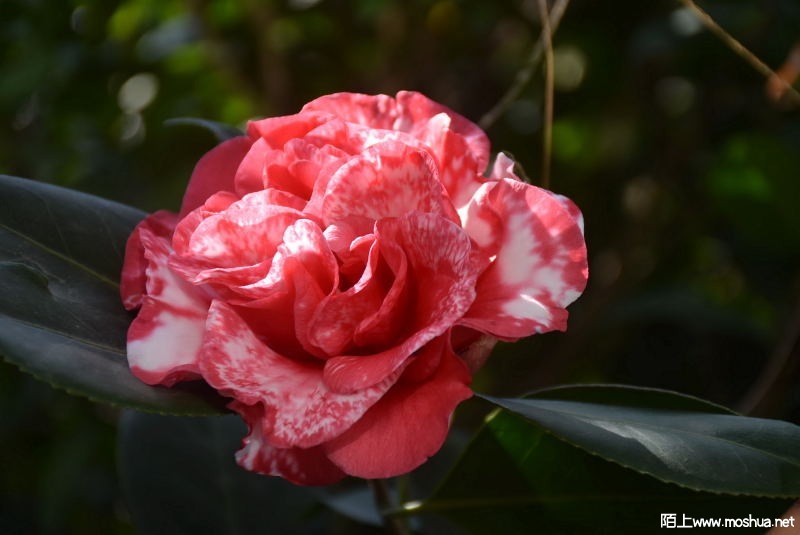 DSC_00050005.JPG
