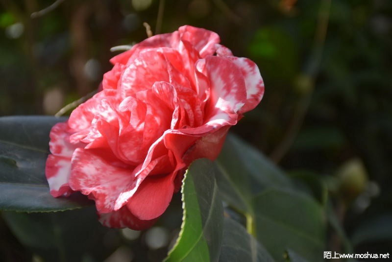 DSC_00090009.JPG