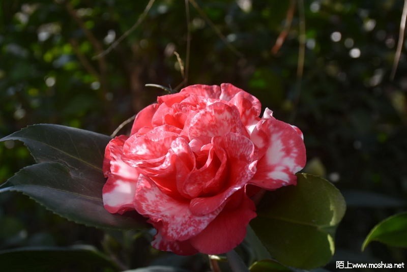 DSC_00240024.JPG