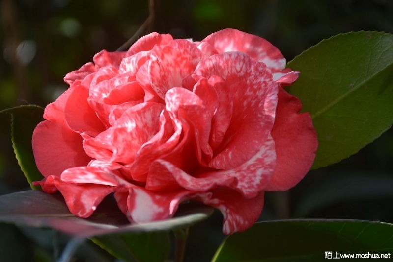 DSC_00120012.JPG