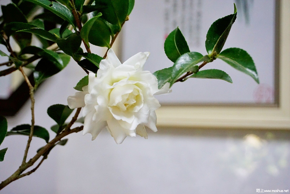 F7143183-7988-4AC1-A110-72300E9DB153.jpeg