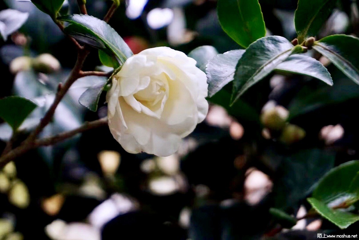 33FE076A-6C36-4773-803B-158A4F6F8827.jpeg