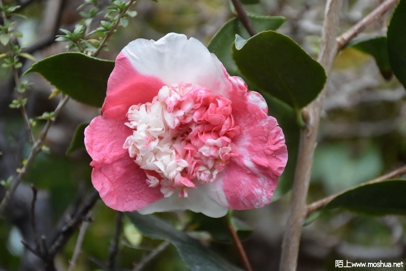 DSC_00030003.JPG