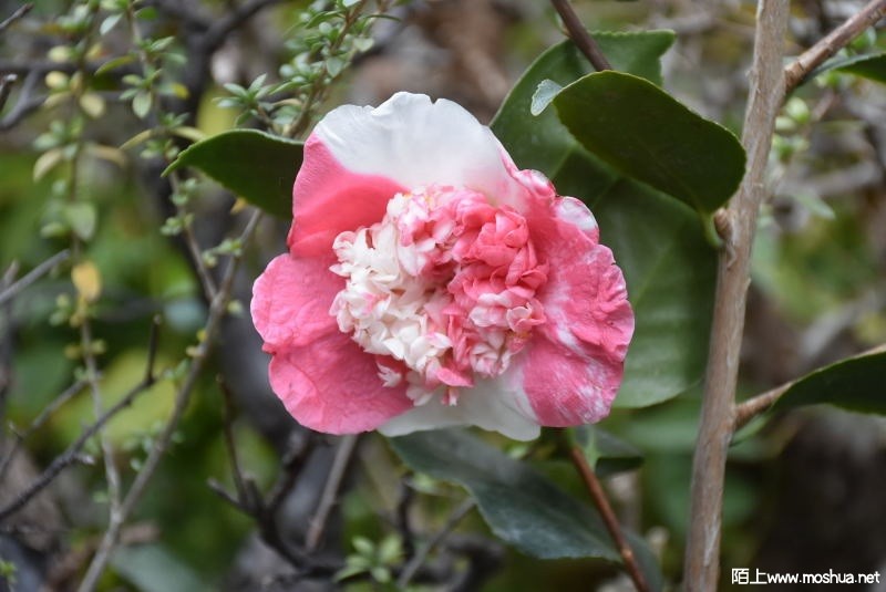 DSC_00060006.JPG