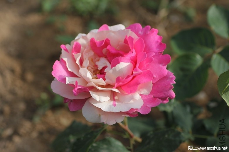 ��ܽ����ʯ����4.jpg