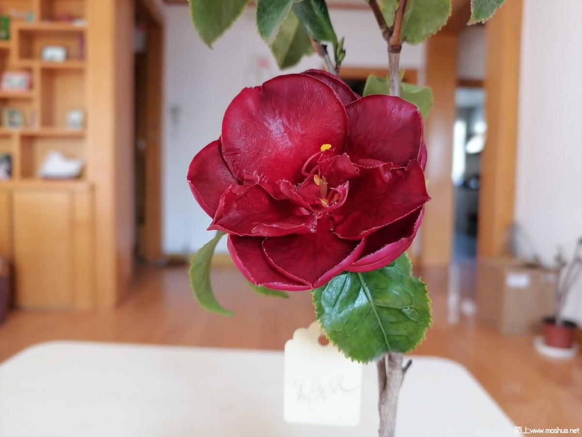 IMG_20220109_100030.jpg